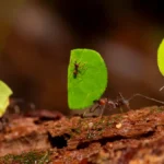 Les fourmis coupe-feuilles