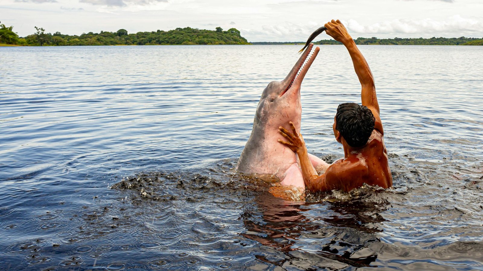 Dauphin rose / Amazonie