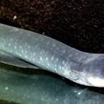Le poisson électrique
