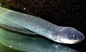 Poisson électrique d'Amazonie