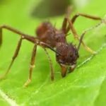 Les fourmis coupe-feuilles