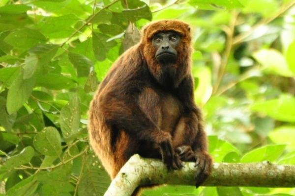 Singe hurleur au Brésil